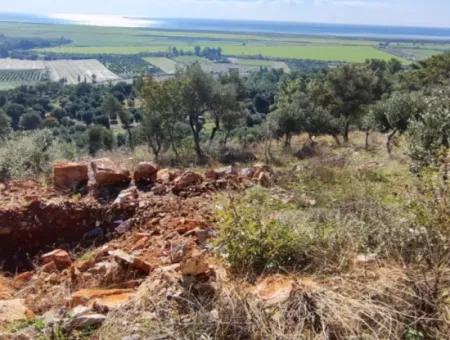 Fevziye De Muhteşem Doğa Ve Deniz Manzaralı 11.000M2 Satılık Zeytinlik