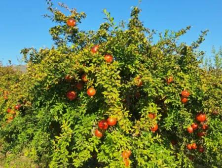 Ortaca Eskiköyde 42 Dönüm Nar Tarlası Satılık