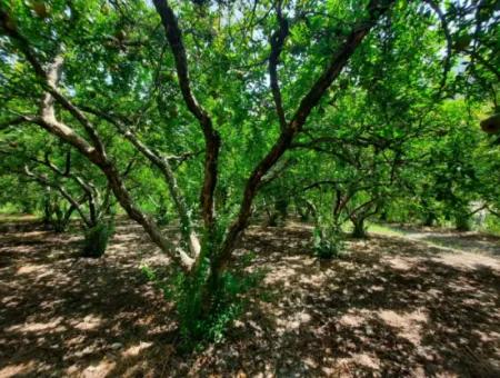 Muğla Dalyanda Dağ Sıfır, Su Kenarı 10 500 M2 Nar Bahçesi Satılık