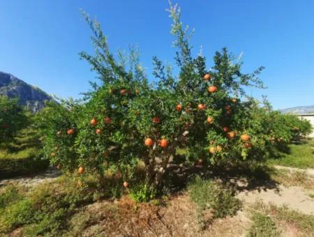 Muğla Dalyanda Bakımlı 35 000 M2 Arazi Satılık