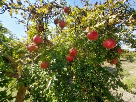 Muğla Dalyanda 5700 M2 Bakımlı Kelepir Nar Bahçesi Satılık